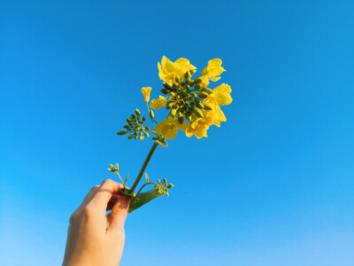 其名“芸薹（tái）”
植物学上属于一年生草本植物，十字花科
除了“芸薹”，油菜还有“芸芥”、“胡菜”等俗名
——2020.2.16 晴 零陵南门小菜园摄