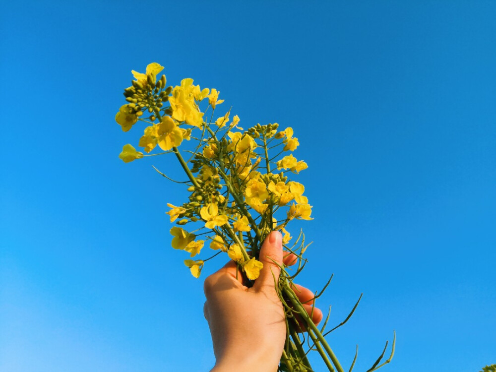 其名“芸薹（tái）”
植物学上属于一年生草本植物，十字花科
除了“芸薹”，油菜还有“芸芥”、“胡菜”等俗名
——2020.2.16 晴 零陵南门小菜园摄