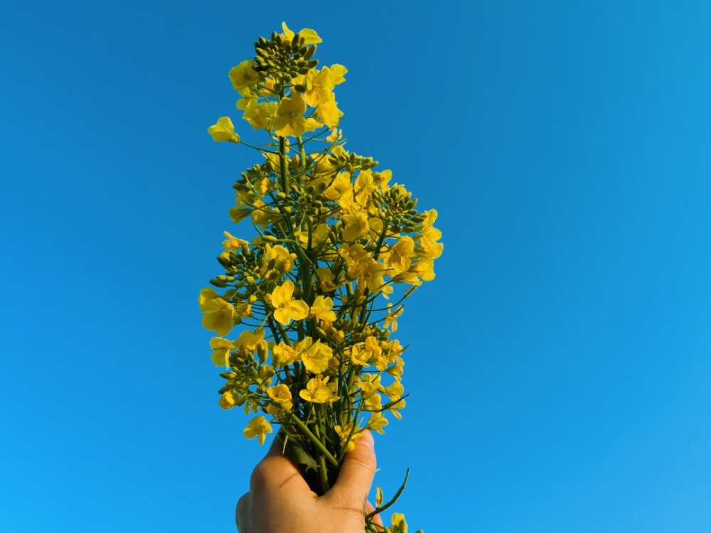 其名“芸薹（tái）”
植物学上属于一年生草本植物，十字花科
除了“芸薹”，油菜还有“芸芥”、“胡菜”等俗名
——2020.2.16 晴 零陵南门小菜园摄