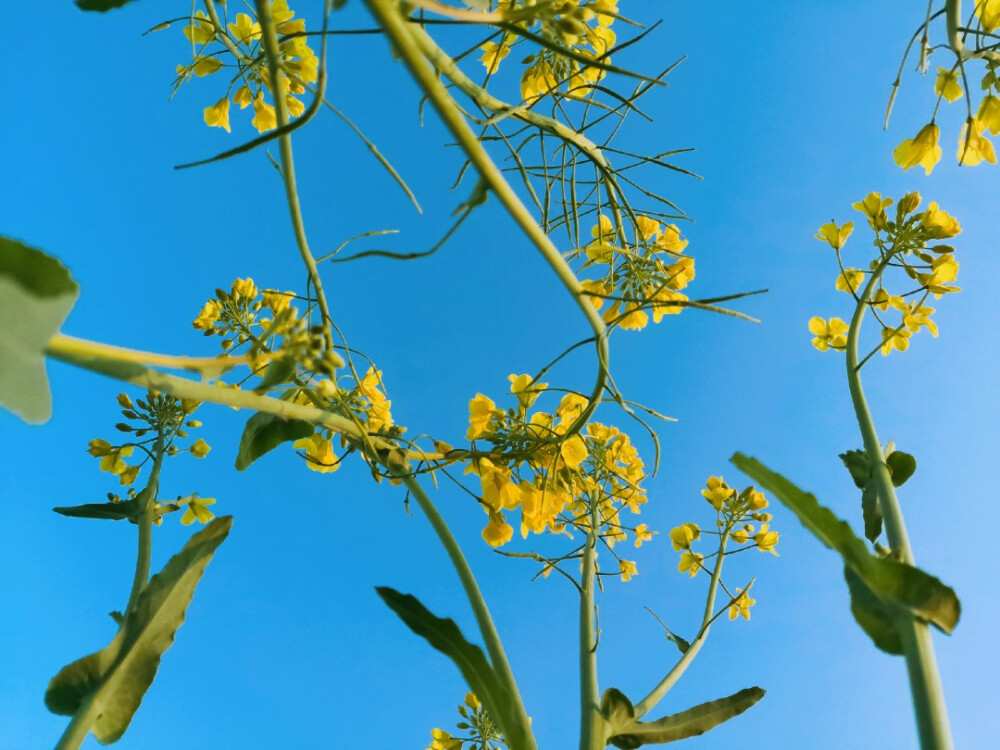 其名“芸薹（tái）”
植物学上属于一年生草本植物，十字花科
除了“芸薹”，油菜还有“芸芥”、“胡菜”等俗名
——2020.2.16 晴 零陵南门小菜园摄