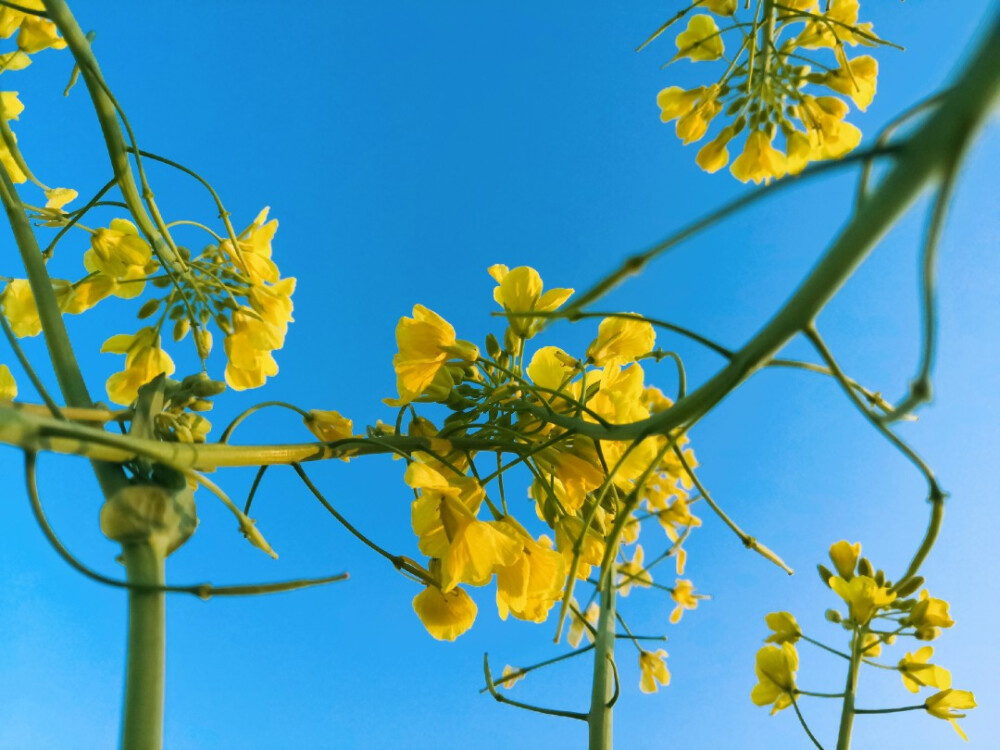 其名“芸薹（tái）”
植物学上属于一年生草本植物，十字花科
除了“芸薹”，油菜还有“芸芥”、“胡菜”等俗名
——2020.2.16 晴 零陵南门小菜园摄