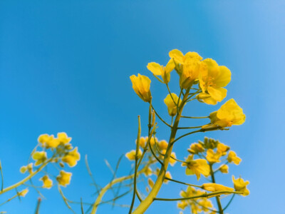 其名“芸薹（tái）”
植物学上属于一年生草本植物，十字花科
除了“芸薹”，油菜还有“芸芥”、“胡菜”等俗名
——2020.2.16 晴 零陵南门小菜园摄