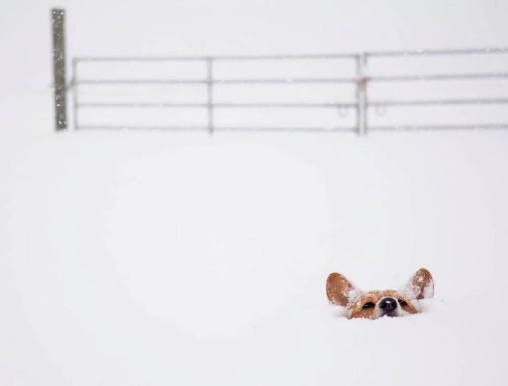 雪地汪