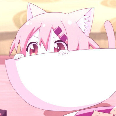 猫咪日常