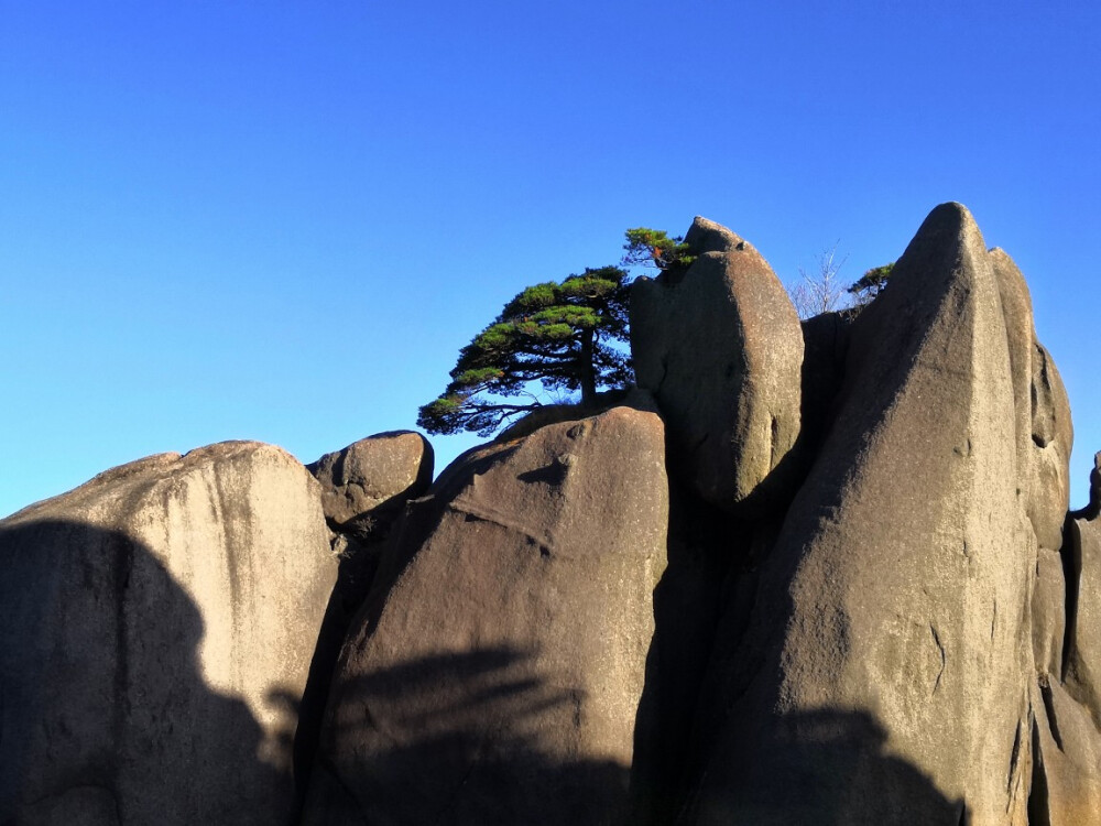 黄山松