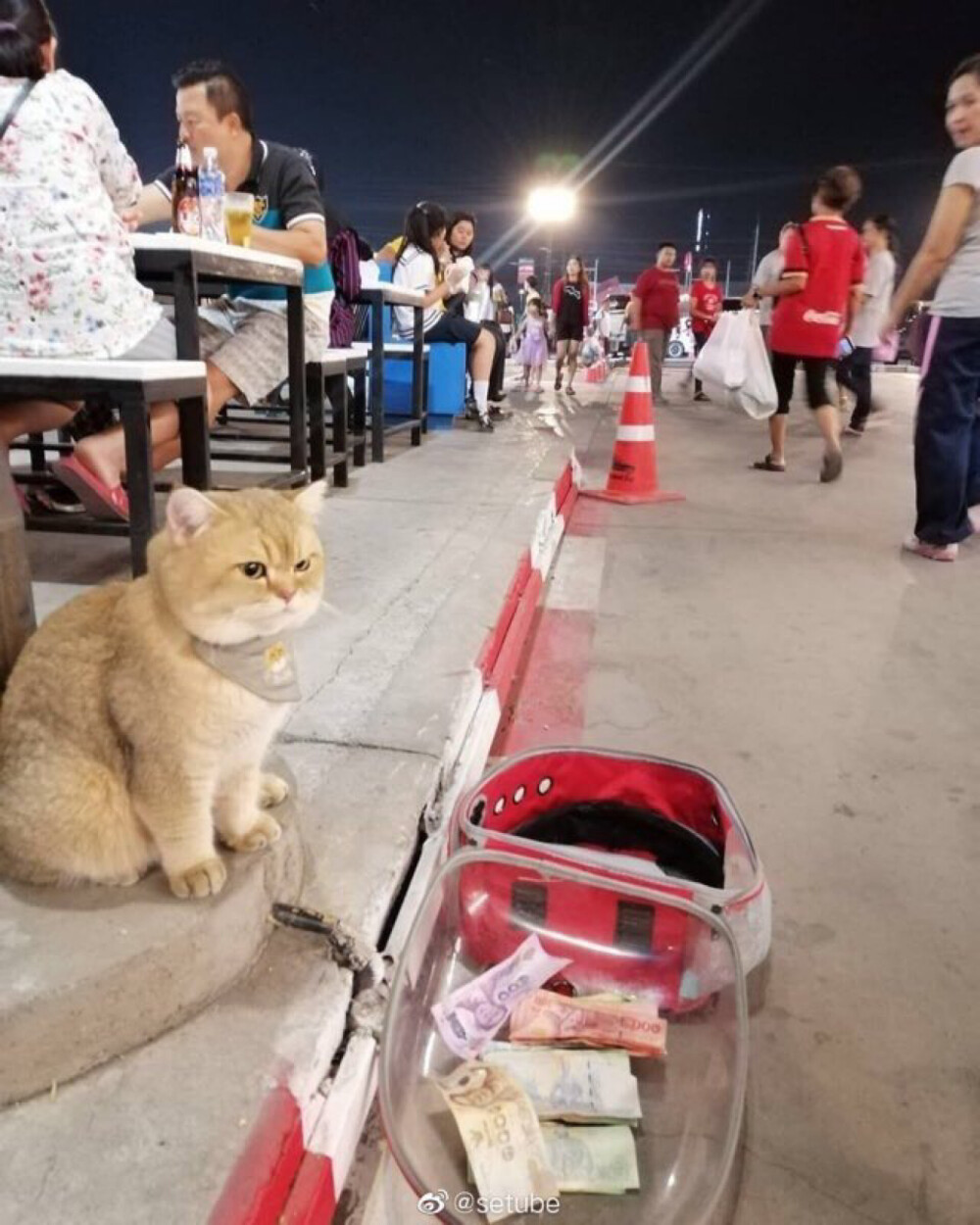 在路边等主人吃饭，居然有人往猫包里丢钱，气的喵星人——嗷嗷的