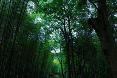 清晨入古寺，初日照高林曲径通幽处，禅房花木深山光悦鸟性，潭影空人心万籁此俱寂，唯闻钟磬音----常建《题破山寺后禅院》