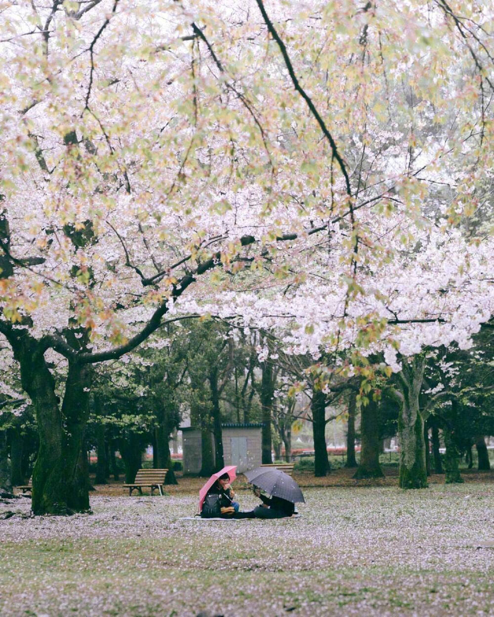 樱花季
源微博:摄影日课