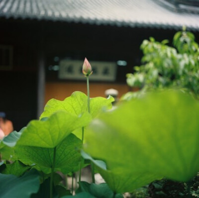 【天台国清寺】雾锁仙山