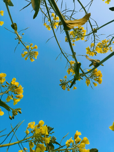 其名“芸薹（tái）”
植物学上属于一年生草本植物，十字花科
除了“芸薹”，油菜还有“芸芥”、“胡菜”等俗名
——2020.2.16 晴 零陵南门小菜园摄