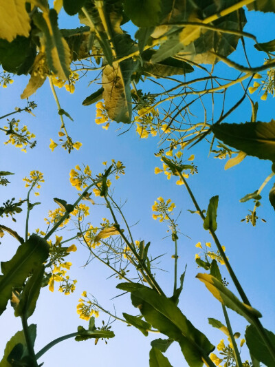 其名“芸薹（tái）”
植物学上属于一年生草本植物，十字花科
除了“芸薹”，油菜还有“芸芥”、“胡菜”等俗名
——2020.2.16 晴 零陵南门小菜园摄