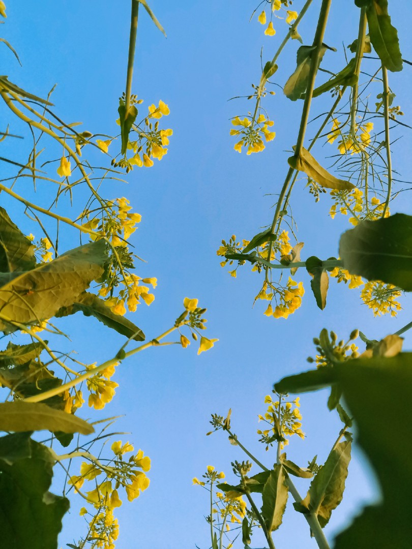 其名“芸薹（tái）”
植物学上属于一年生草本植物，十字花科
除了“芸薹”，油菜还有“芸芥”、“胡菜”等俗名
——2020.2.16 晴 零陵南门小菜园摄