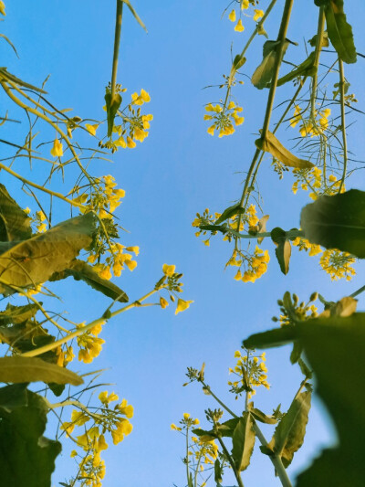 其名“芸薹（tái）”
植物学上属于一年生草本植物，十字花科
除了“芸薹”，油菜还有“芸芥”、“胡菜”等俗名
——2020.2.16 晴 零陵南门小菜园摄