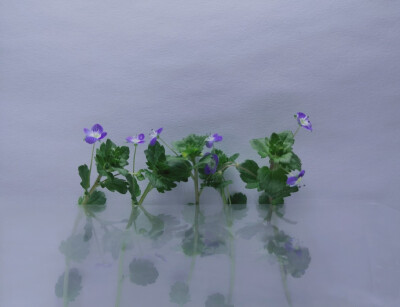 其名婆婆纳
一年至二年生草本植物，有短柔毛， 中国各地普遍野生植物;
——2020.2.17 晴 午后摄