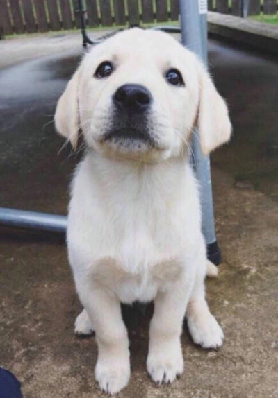 拉布拉多 幼犬