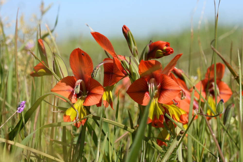 翅瓣唐菖蒲Gladiolus alatus
