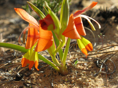 翅瓣唐菖蒲Gladiolus alatus
