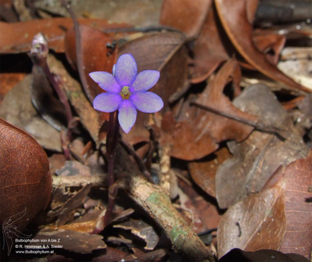 地蜂草Geosiris aphylla
寄生植物