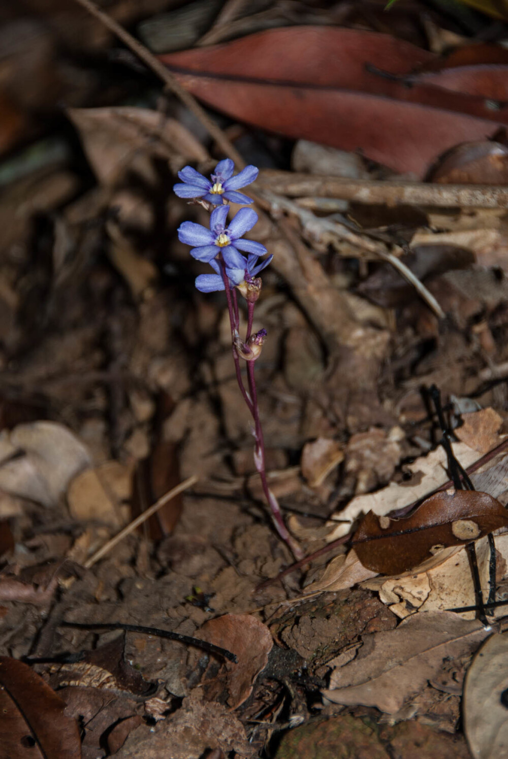 地蜂草Geosiris aphylla
寄生植物