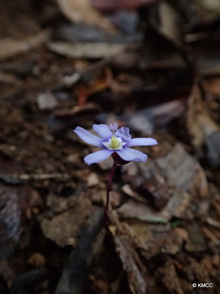 地蜂草Geosiris aphylla
寄生植物