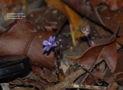 地蜂草Geosiris aphylla
寄生植物