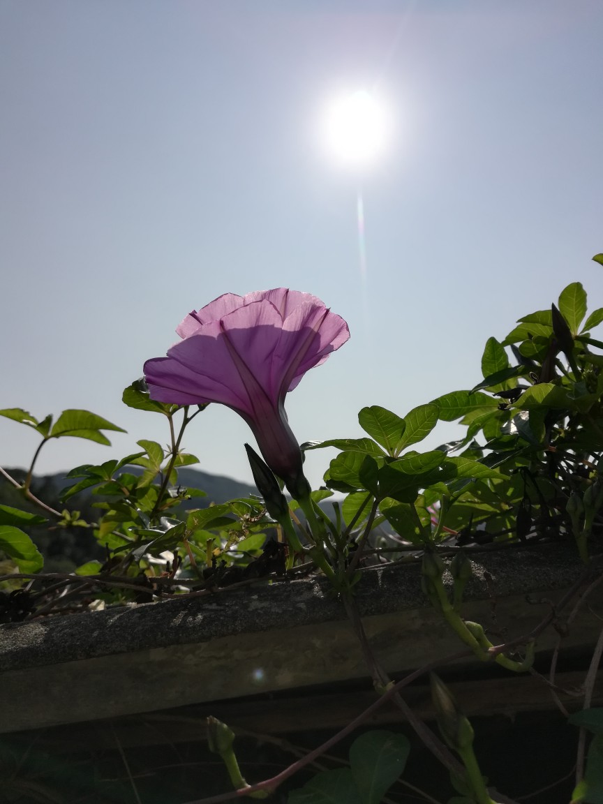 阳光下的牵牛花