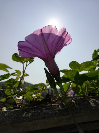 阳光下的牵牛花