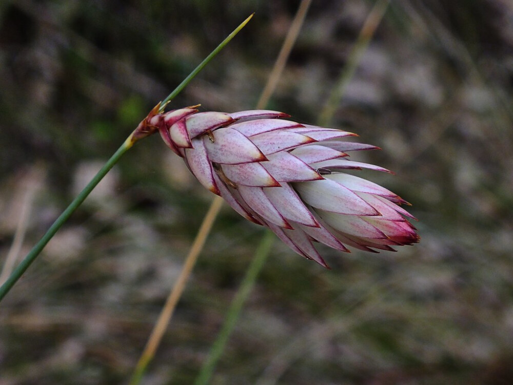 白苞约翰逊草Johnsonia lupulina
隶属于阿福花科的约翰逊草属