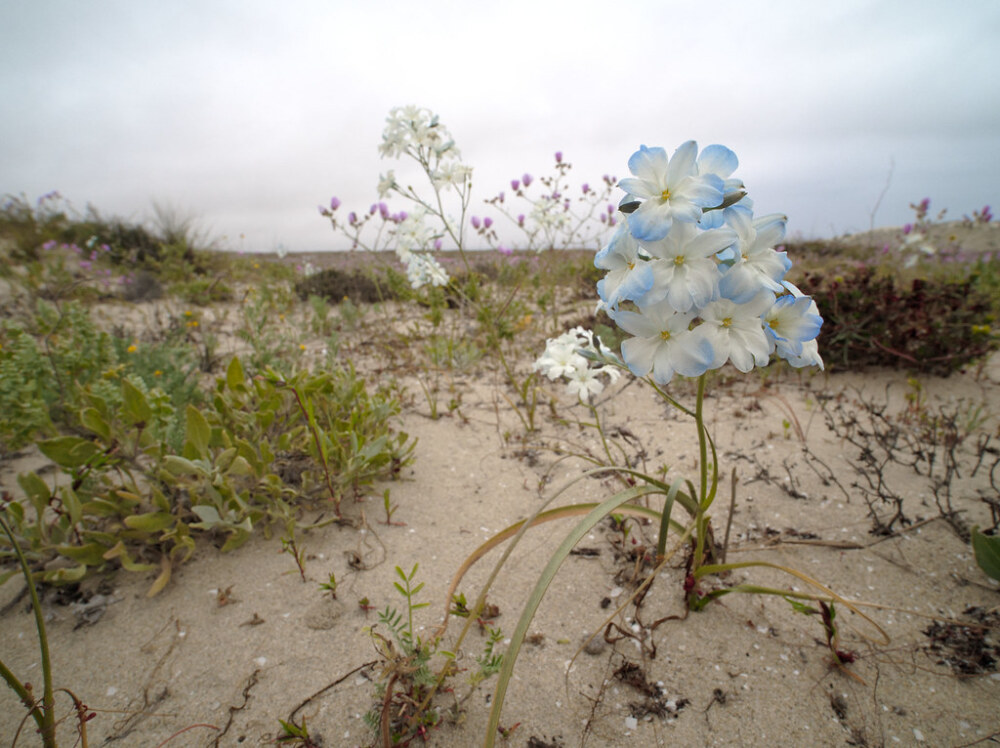 秀丽西风莲 Zephyra elegans
蓝蒿莲科
