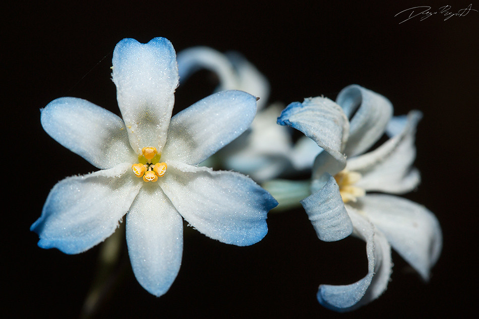 秀丽西风莲 Zephyra elegans
蓝蒿莲科
