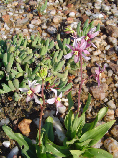 兰状月光花 Cyanella orchidiformis
蓝蒿莲科