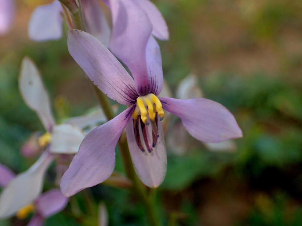 兰状月光花 Cyanella orchidiformis
蓝蒿莲科