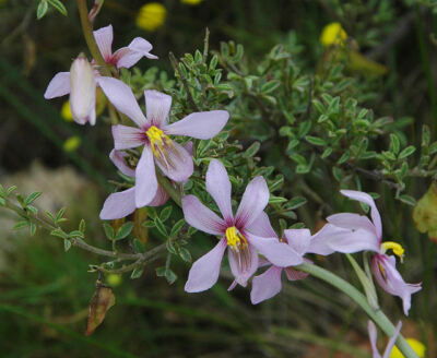 兰状月光花 Cyanella orchidiformis
蓝蒿莲科