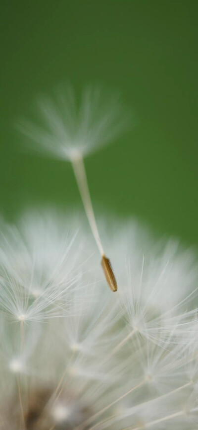 绿色植物壁纸