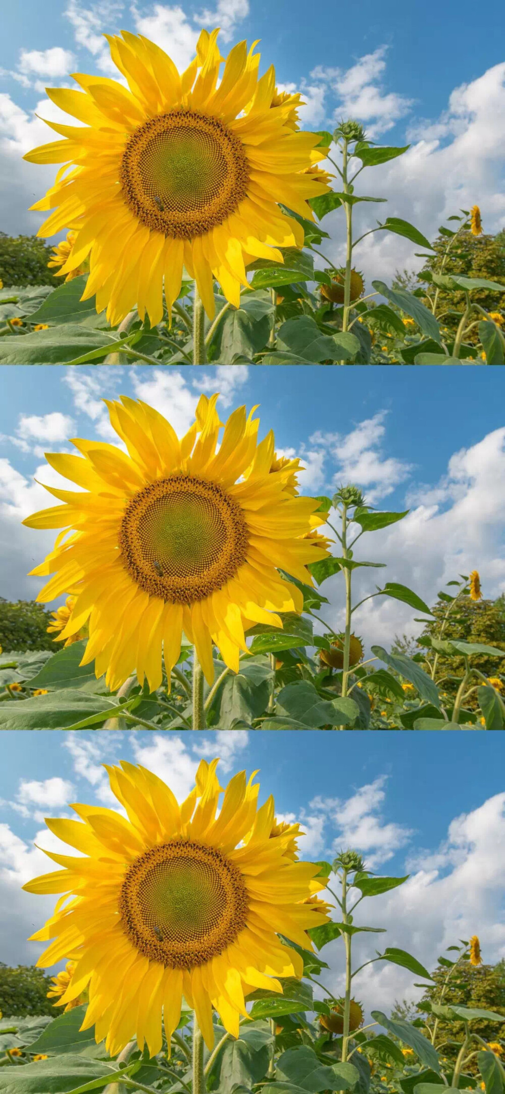 花朵拼接壁纸