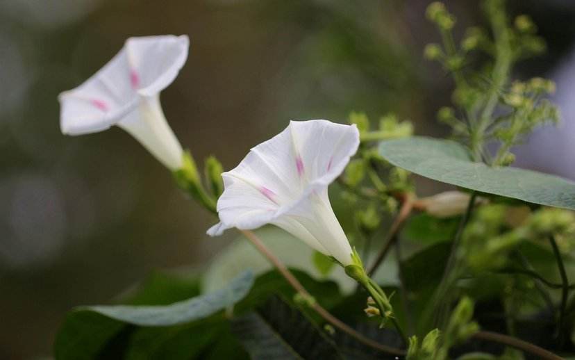 牵牛花