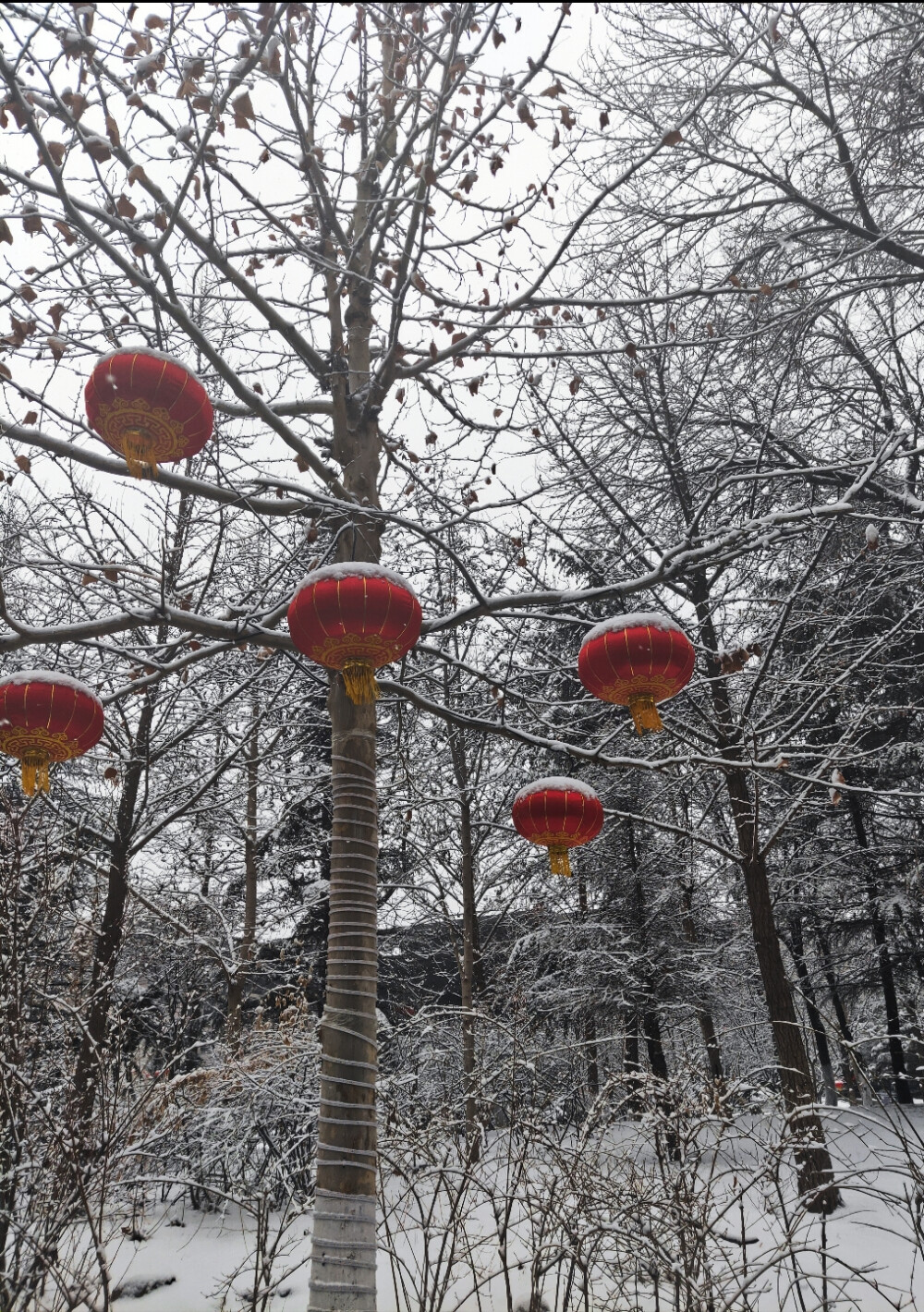 雪景