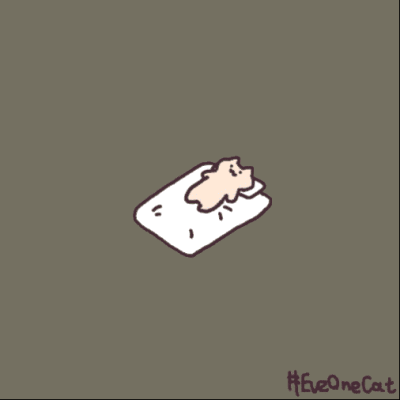 猫猫gif 原作者Twitter：everyday one cat