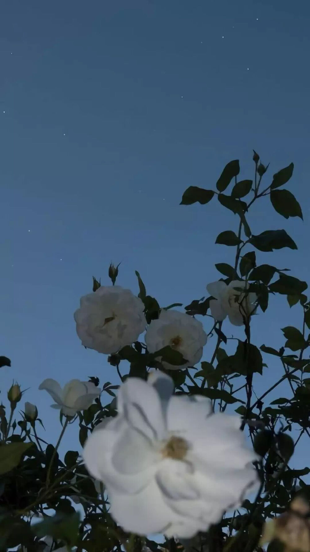 手机壁纸聊天背景ins潮图神仙背景赞评论更多