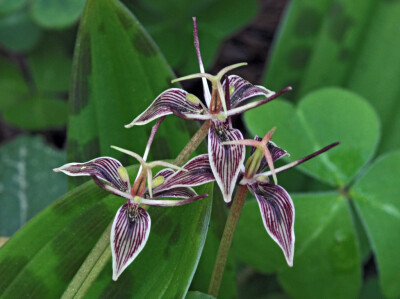 恶百合 Scoliopus bigelovii
弯足百合属