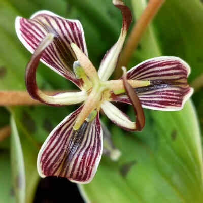 恶百合 Scoliopus bigelovii
弯足百合属