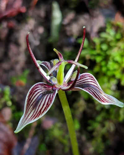 恶百合 Scoliopus bigelovii
弯足百合属