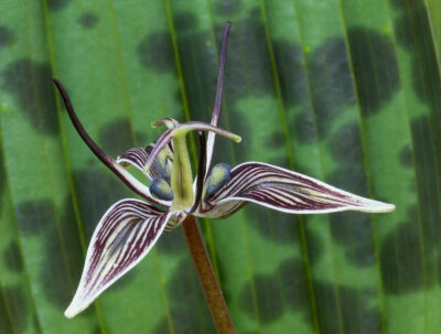 恶百合 Scoliopus bigelovii
弯足百合属