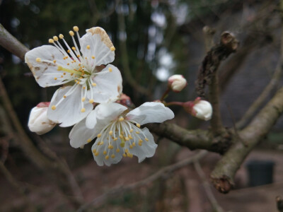 是樱桃花不是樱花