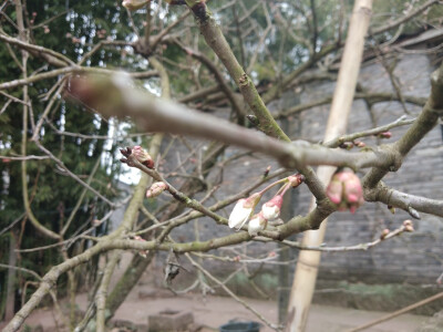 是樱桃花不是樱花