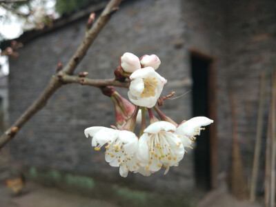 是樱桃花不是樱花