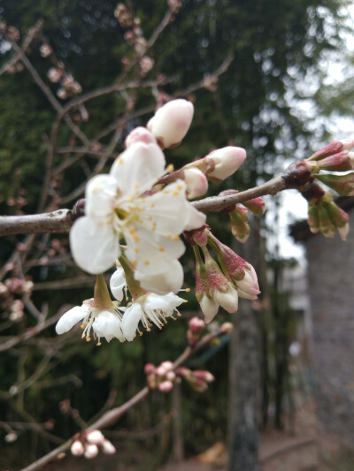 是樱桃花不是樱花