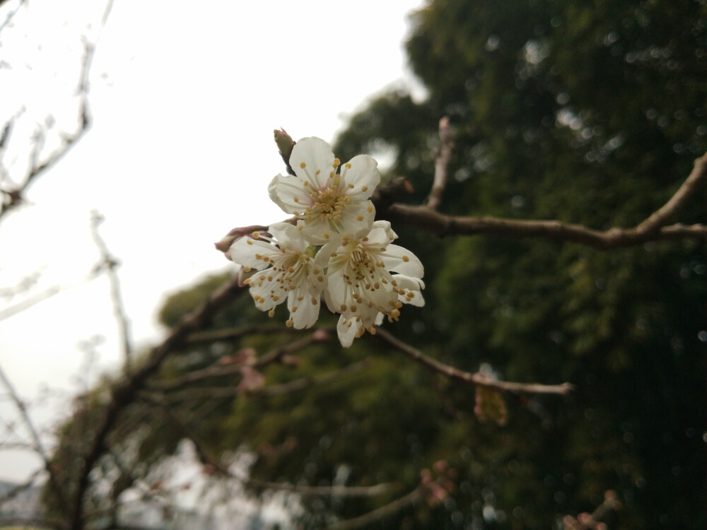 是樱桃花不是樱花