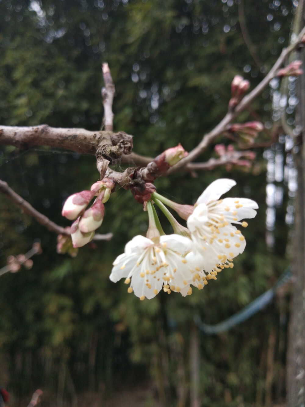 是樱桃花不是樱花