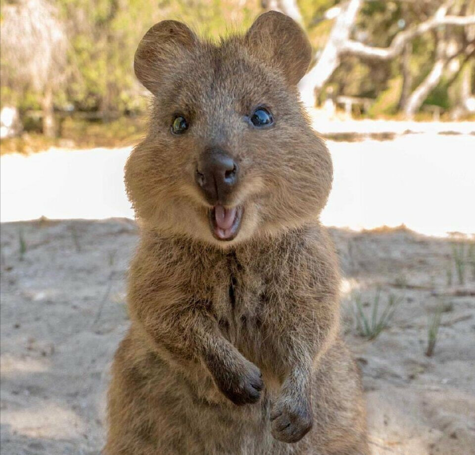 澳大利亚短袋鼠